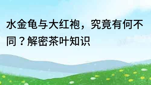 水金龜與大紅袍，究竟有何不同？解密茶葉知識(shí)