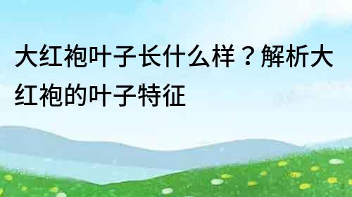 大紅袍葉子長什么樣？解析大紅袍的葉子特征