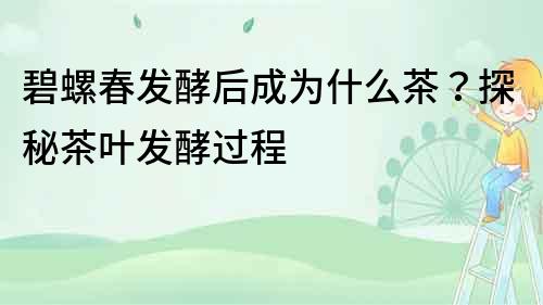 碧螺春發(fā)酵后成為什么茶？探秘茶葉發(fā)酵過程