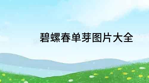 碧螺春單芽圖片大全