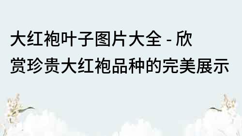 大紅袍葉子圖片大全 - 欣賞珍貴大紅袍品種的完美展示