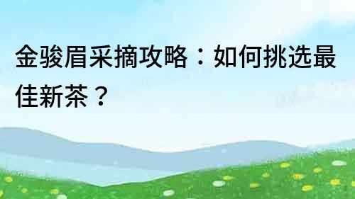 金駿眉采摘攻略：如何挑選最佳新茶？