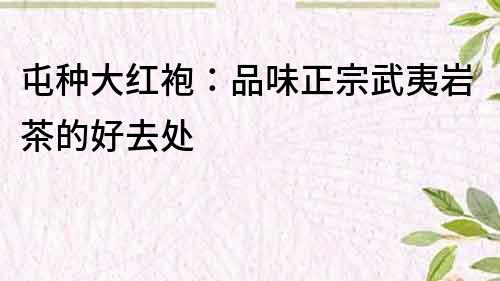 屯種大紅袍：品味正宗武夷巖茶的好去處