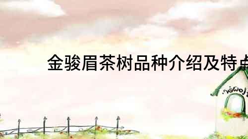 金駿眉茶樹(shù)品種介紹及特點(diǎn)