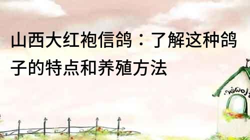 山西大紅袍信鴿：了解這種鴿子的特點和養殖方法