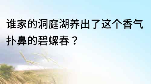 誰家的洞庭湖養出了這個香氣撲鼻的碧螺春？