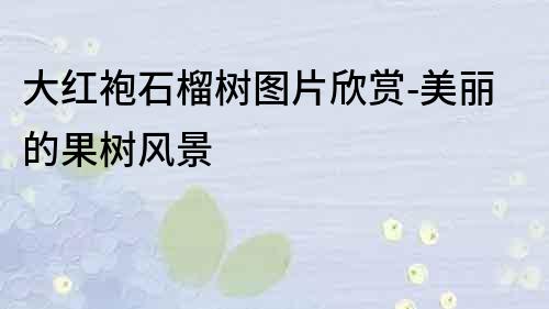 大紅袍石榴樹圖片欣賞-美麗的果樹風景