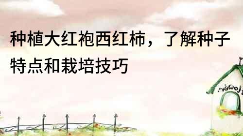 種植大紅袍西紅柿，了解種子特點和栽培技巧