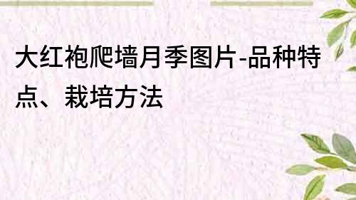 大紅袍爬墻月季圖片-品種特點、栽培方法