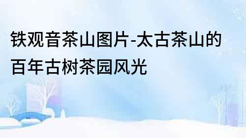 鐵觀音茶山圖片-太古茶山的百年古樹(shù)茶園風(fēng)光