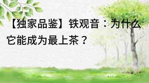 【獨家品鑒】鐵觀音：為什么它能成為最上茶？