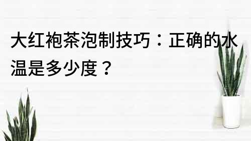 大紅袍茶泡制技巧：正確的水溫是多少度？
