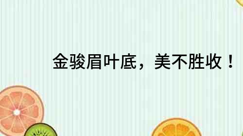 金駿眉葉底，美不勝收！