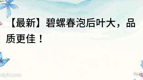 【最新】碧螺春泡后葉大，品質更佳！