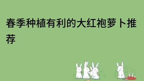 春季種植有利的大紅袍蘿卜推薦