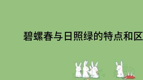 碧螺春與日照綠的特點和區別