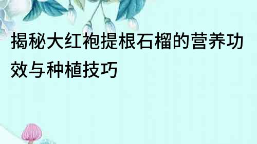 揭秘大紅袍提根石榴的營養功效與種植技巧