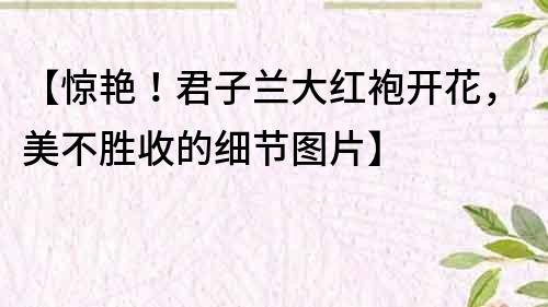 【驚艷！君子蘭大紅袍開花，美不勝收的細節圖片】