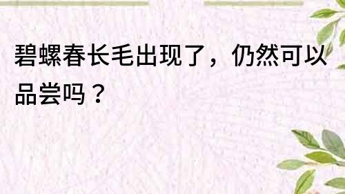 碧螺春長(zhǎng)毛出現(xiàn)了，仍然可以品嘗嗎？