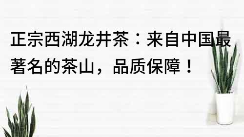 正宗西湖龍井茶：來自中國最著名的茶山，品質(zhì)保障！