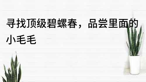 尋找頂級(jí)碧螺春，品嘗里面的小毛毛