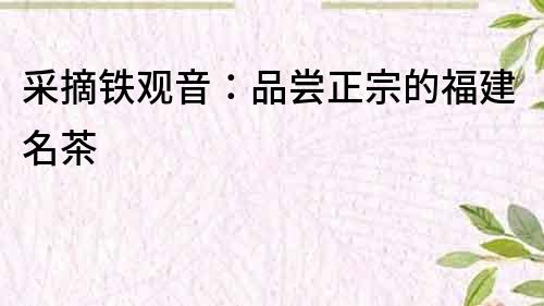 采摘鐵觀音：品嘗正宗的福建名茶