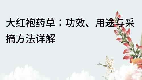 大紅袍藥草：功效、用途與采摘方法詳解