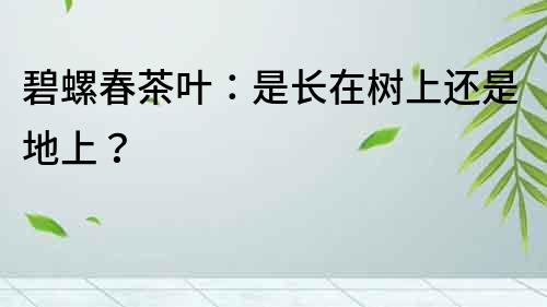 碧螺春茶葉：是長在樹上還是地上？