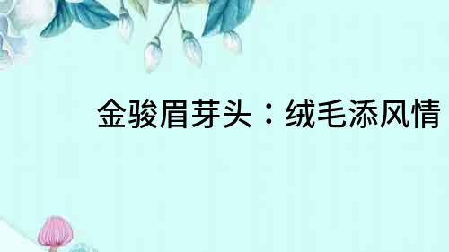 金駿眉芽頭：絨毛添風(fēng)情