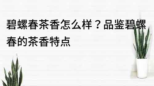 碧螺春茶香怎么樣？品鑒碧螺春的茶香特點