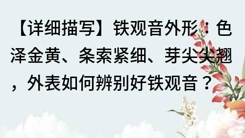 【詳細描寫】鐵觀音外形：色澤金黃、條索緊細、芽尖尖翹，外表如何辨別好鐵觀音？