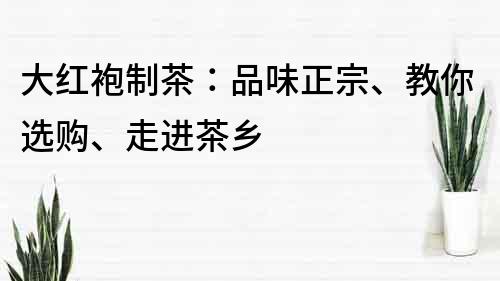 大紅袍制茶：品味正宗、教你選購、走進(jìn)茶鄉(xiāng)