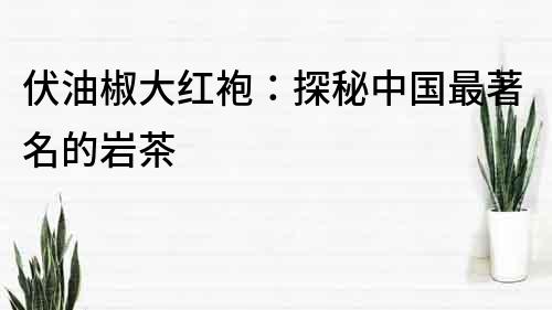 伏油椒大紅袍：探秘中國最著名的巖茶