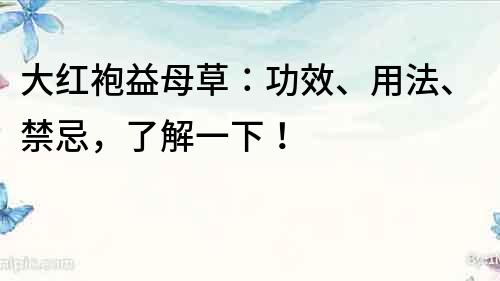大紅袍益母草：功效、用法、禁忌，了解一下！