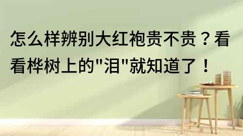 怎么樣辨別大紅袍貴不貴？看看樺樹上的