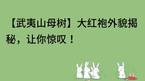 【武夷山母樹】大紅袍外貌揭秘，讓你驚嘆！