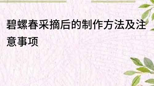碧螺春采摘后的制作方法及注意事項