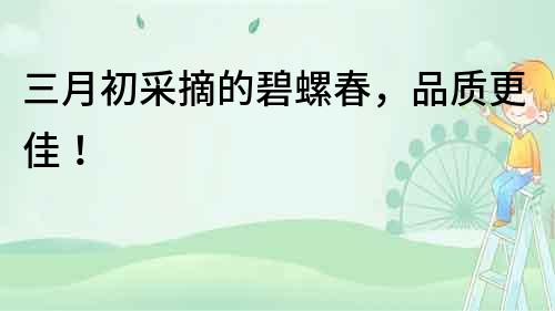 三月初采摘的碧螺春，品質更佳！