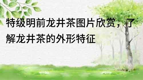 特級明前龍井茶圖片欣賞,了解龍井茶的外形特征