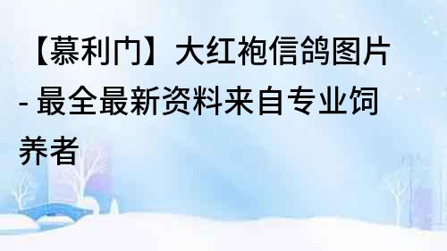 【慕利門】大紅袍信鴿圖片 - 最全最新資料來自專業(yè)飼養(yǎng)者