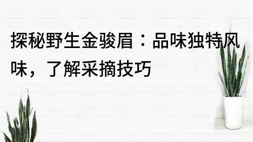 探秘野生金駿眉：品味獨特風味，了解采摘技巧