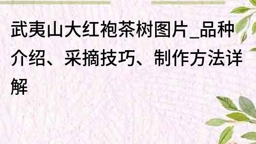 武夷山大紅袍茶樹(shù)圖片_品種介紹、采摘技巧、制作方法詳解