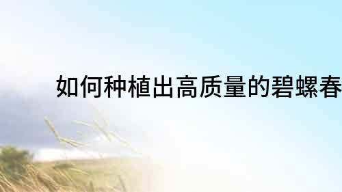 如何種植出高質量的碧螺春？