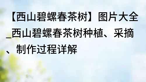 【西山碧螺春茶樹】圖片大全_西山碧螺春茶樹種植、采摘、制作過程詳解