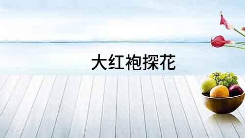 大紅袍探花