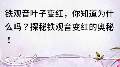 鐵觀音葉子變紅，你知道為什么嗎？探秘鐵觀音變紅的奧秘！