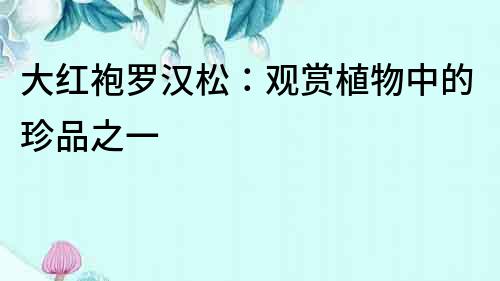 大紅袍羅漢松：觀賞植物中的珍品之一