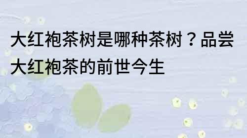 大紅袍茶樹是哪種茶樹？品嘗大紅袍茶的前世今生
