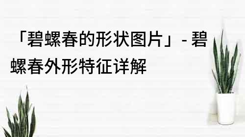 「碧螺春的形狀圖片」- 碧螺春外形特征詳解