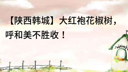 【陜西韓城】大紅袍花椒樹，呼和美不勝收！